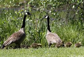 Canadian Goose Burger, Anyone? Eating Invasive Species to Control Their Numbers