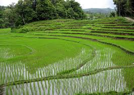 Food Security, Agriculture and Rural Development: Responding to Asia’s Food Crisis
