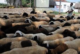Sheep Farmers Increase Incomes By 80% After USAID’s “Best Practice” Business Training