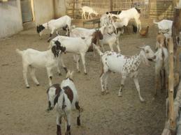 Goat Farming in Sindth Pakistan