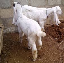 Goat Farming: important factors