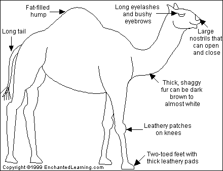 Arabian Camel or Dromedary