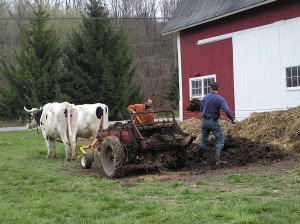 WORKING OXEN ON THE FARM TODAY