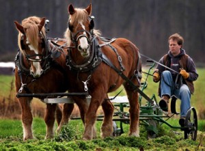 Draft Power: Using horses, oxen and mules on the farm