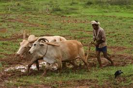 Pakistan: Priorities for Agriculture and Rural Development