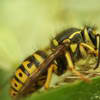 Bald-faced Hornets