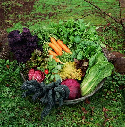 Planting a Fall Vegetable Garden