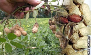 Groundnut: a potential crop