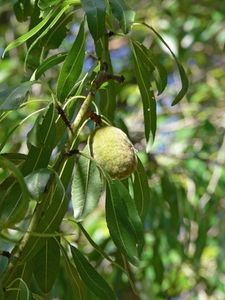 Almond Tree Information