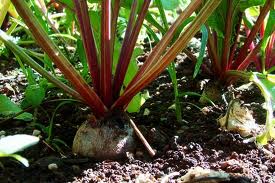 Growing Beets in the Home Garden