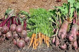 Beet Production