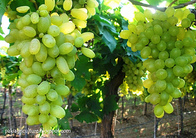 Production Technology (CPT) of GRAPES in Pakistan