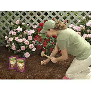 Fertilizing Roses
