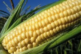 Maize: cereal with a variety of uses