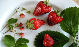 Strawberry cultivation