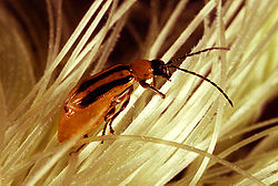 Quantifying Corn Rootworm Damage