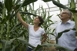 Corn: More Active Genes in Roots Mean Higher Yields