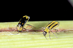 Corn Rootworms