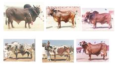 Cattle Breeds in Pakistan