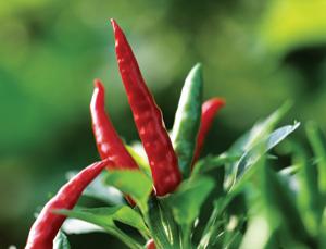 Plants may be able to ‘hear’ others