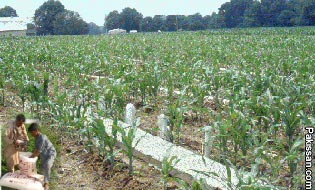 Sustainable agriculture and fertilizer practices in Pakistan