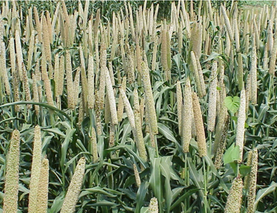 Pearl Millet for Grain