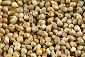 QUALITY SEED PRODUCTION IN PEARLMILLET VARIETIES