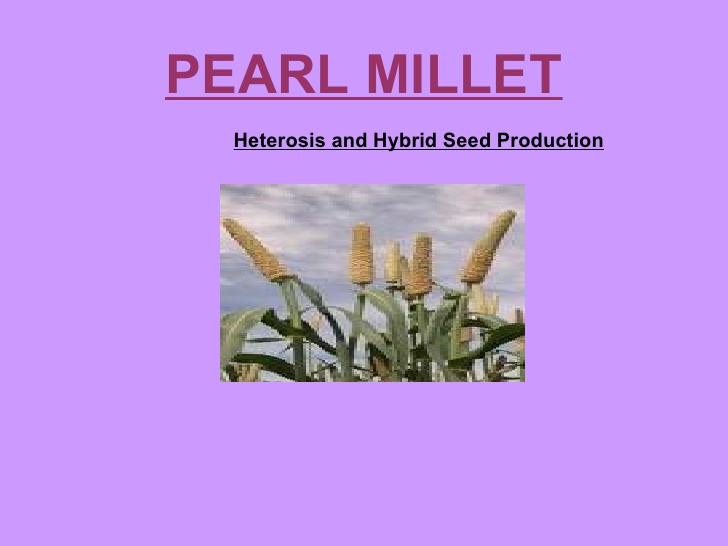 Pearlmillet heterosis and hybrid seed production