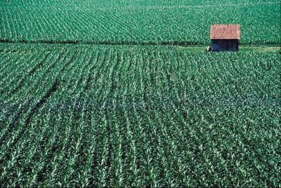 Advantages and Disadvantages of Agriculture