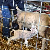Prevention and control of animal diseases