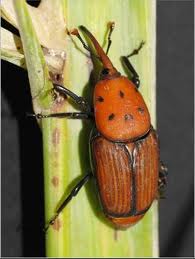 Sorghum Aphid Pest Management
