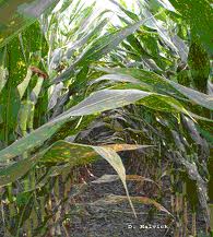 Management of Grain Sorghum Diseases in Missouri