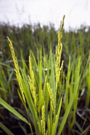 MIRI Method Reduces Water Use In Rice Field Tests