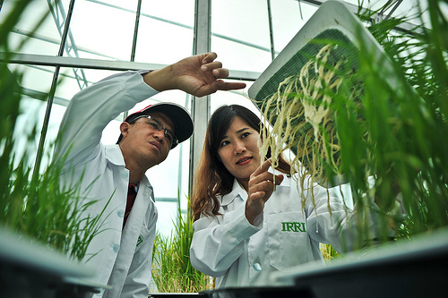 Largest-ever philanthropic investment into budding rice scientists