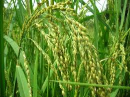Bear market tightens its grip on rice