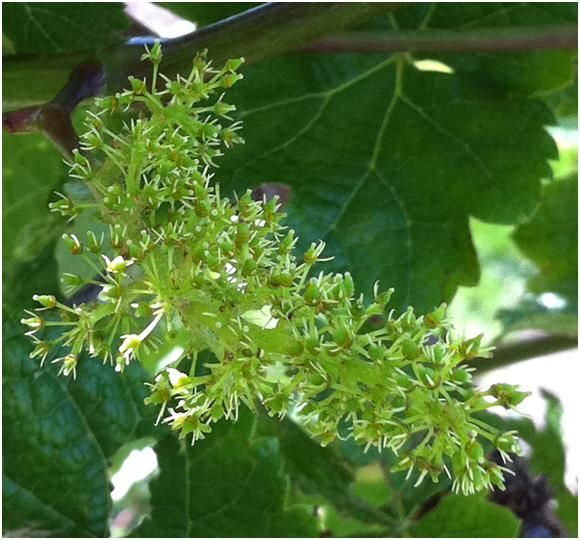 Objectives of cultivar improvement
