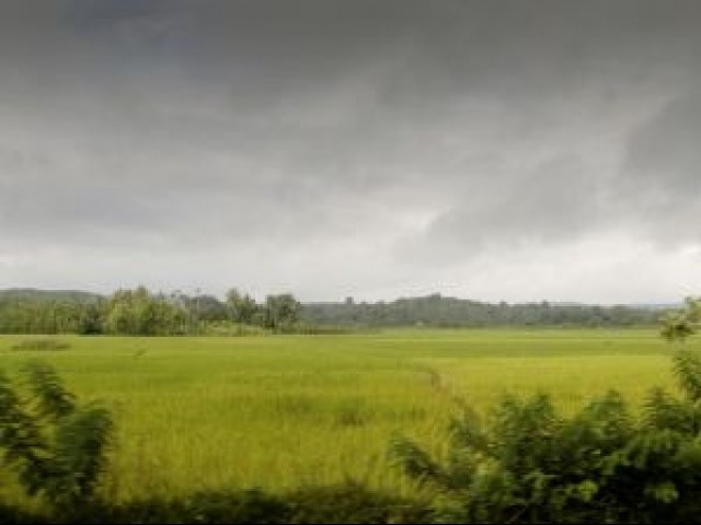 Monsoon: Ongoing rain spell a boon for Potohar farmers