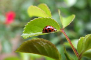 Introduction of Asian Ladybugs Into Europe Serious Mistake, Experts Say