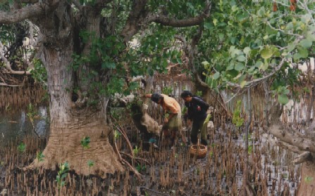 Forest Based Poverty Alleviation