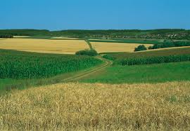 Classification Of Field Crops