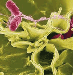 Reducing Food-borne Illness: Gut Health