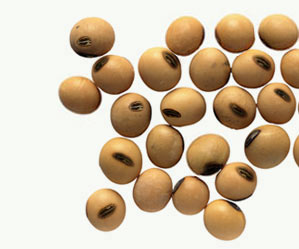 Influence of Feed Form and Source of Soybean Meal on Growth Performance of Broilers