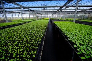 Improve The Production In AGRICULTURE