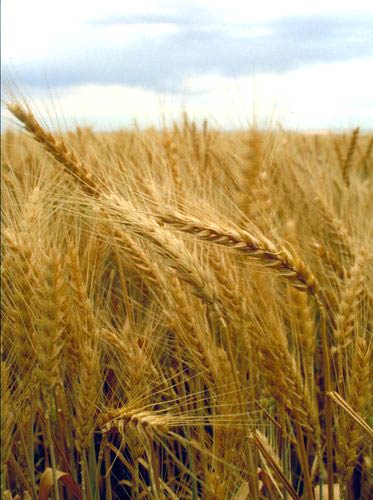 High input costs to adversely impact wheat output