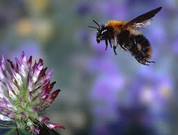 Importing bumblebees for farming and gardening is spreading disease