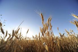 China Seen Ramping Up Wheat Imports After Rain Hurts Crop