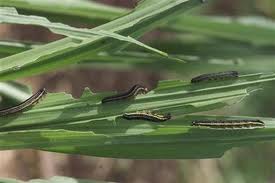 Army worm, aphid attack: experts warn cotton growers