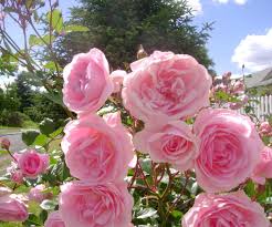 Why flowers are so important?
