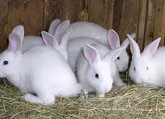 Rabbit Farming for Meat: Livestock