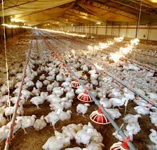 Methodologies for Gas Emission Measurement in Broiler Houses: Poultry and Livestock